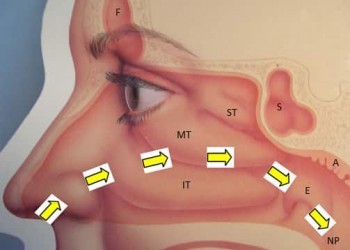 le cycle nasal est l'explication du mécanisme, souvent gênant, qui fait qu'on a en permanence une narine sur deux bouchée.