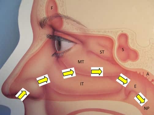 le cycle nasal est l'explication du mécanisme, souvent gênant, qui fait qu'on a en permanence une narine sur deux bouchée.